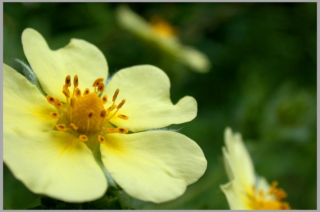 sulfur cinquefoil